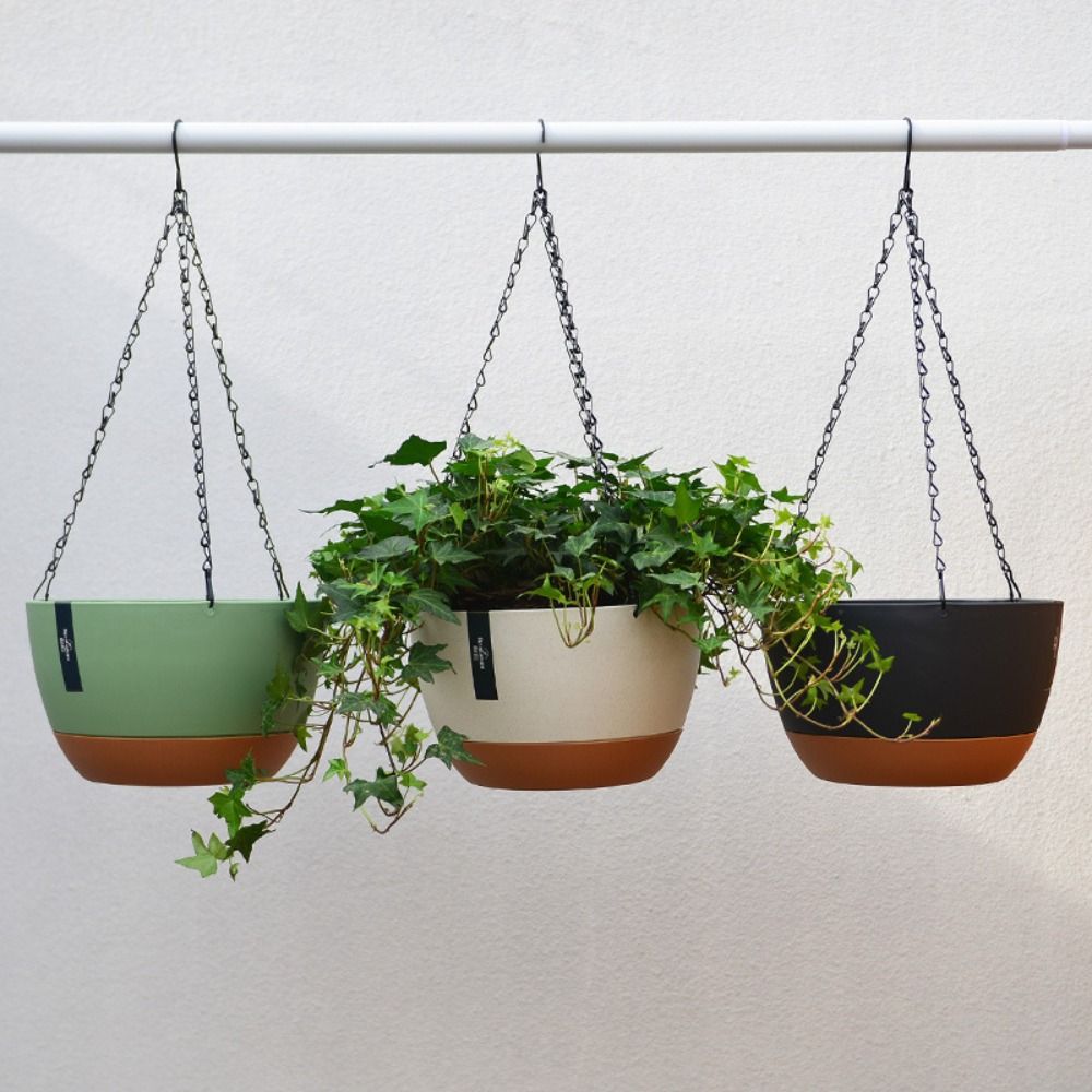 Up, Up, and Thriving — Hanging Edition 🧺